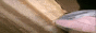 senkodev's 88x31 badge